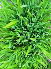 A bush of bright green grass