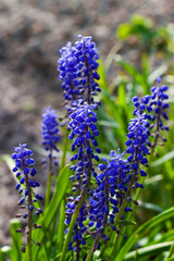 Macro photo of Muscari flower