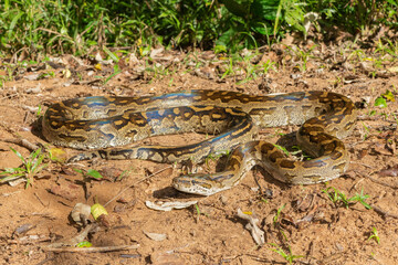 Southern African Python (Python natalensis)