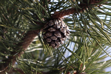 A wonderful cone grows on a velvety green branch of pine.