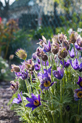 Nice Pulsatilla grows in nature