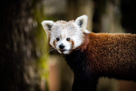 Panda roux
