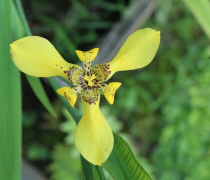 a yellow flower in the city of Kendari, Indonesia