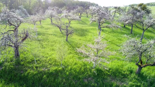 Drohne fliegt &uuml;ber alte, bl&uuml;hende Apfelb&auml;ume auf Streuobstwiese