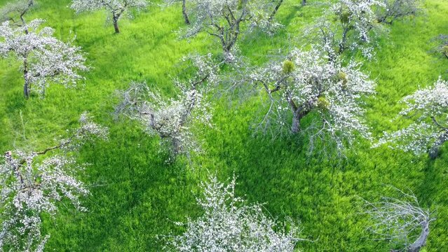 Drohne fliegt &uuml;ber alte, bl&uuml;hende Apfelb&auml;ume auf Streuobstwiese