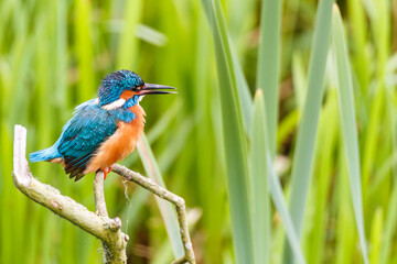Wild Male Kingfisher on branch