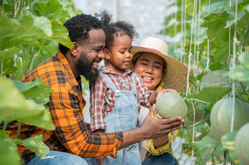farmer family holding watering hose to watering green melon with afro hair daughter in plantation greenhouse at sunset light. Woman farmer gardening melon plant in plantation greenhouse
