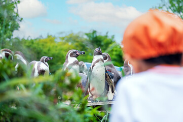 ペンギンの群れと園児のシルエット　保育園の遠足、動物園