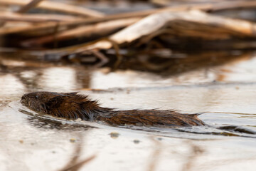 Selective focus side view of muskrat swimming in wetland pond in spring, Leon-Provancher Marsh, Neuville, Quebec, Canada