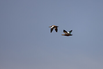 ruddy shelduck, duck, animal, white, lake, nature, wild, bird,