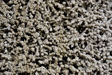 Salt on Tree Twigs, Abstract background natural texture