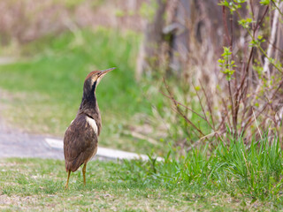 Selective focus side view of American bittern standing in park in spring, Leon-Provancher Marsh, Neuville, Quebec, Canada