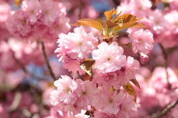 Pink blossoms in the early spring