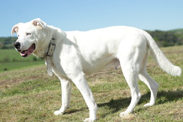 Obraz na płótnie Canvas White dog on a sunshine