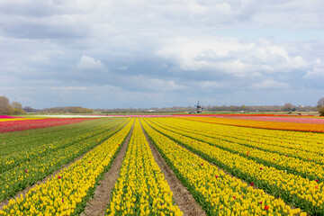 Selective focus rows of multicolor flowers field with blurred windmills as background, Tulips are a genus of spring-blooming perennial herbaceous bulbiferous geophytes, Tulip festival in Netherlands.