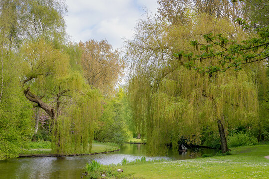 Spring in Beatrixpark with nre green leaves on the tree and grass meadow, City park with landscaped paths, a pond and playground, Located Diepenbrockstraat, Amsterdam-Zuid (South), Netherlands.