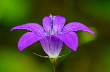 purple flower of spreading bellflower (Campanula patula)