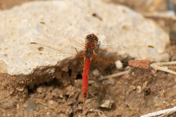 dragonfly, animal, wild,insect, summer, macro, closeup