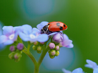 Marienkäfer auf Vergissmeinnicht