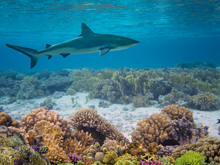 Grey Reef Shark Swims
