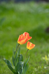 Tulpen - Blüten