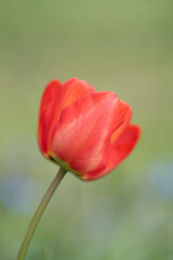 Pflanzen und Blüten
In der Natur