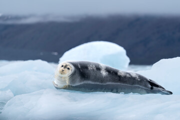 Obraz premium bearded seal on iceberg in north ocean around svalbard
