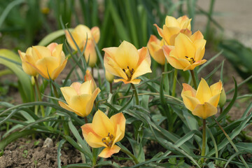 Yellow Bokhara tulips in a group (Tulipa linifolia).