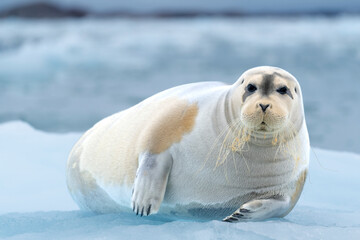 bearded seal on iceberg in north ocean around svalbard