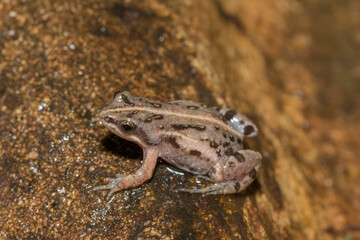Boettger's dainty frog, or common caco (Cacosternum boettgeri)