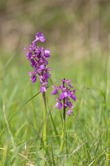 Green-veined orchid (Anacamptis morio) on a meadow.