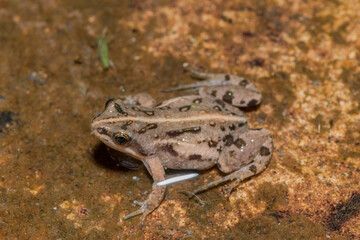 Boettger's dainty frog, or common caco (Cacosternum boettgeri)