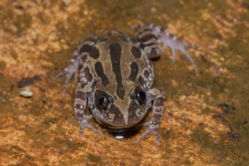 Bubbling Kassina, or Senegal running frog (Kassina senegalensis)