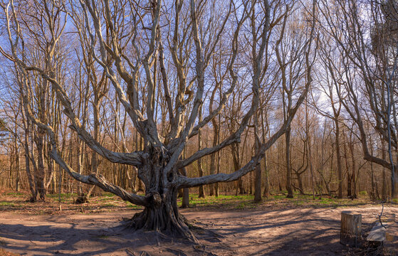 M&auml;rchenhafte Aufnahme einer verzweigten Buche (Fagus) im bizarr wirkenden Wald auf R&uuml;gens Nordwest-Halbinsel Wittow zwischen Nonnevitz und Schwarbe.  Ein wundersch&ouml;nes Naturmotiv.