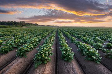 Agricultural field with even rows of potato in the summer time. Growing potatoes. Orange sunset on background - 601720956
