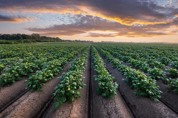  Agricultural field with even rows of potato in the summer time. Growing potatoes. Orange sunset on background © Ivan Kmit