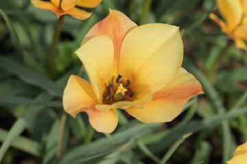 Obraz na płótnie Canvas Blossom of a flax-leaved tulip (Tulipa linifolia).