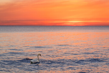 Fototapeta premium Ein majestätischer weißer Schwan (Cygnus olor) schwimmt in der spiegelglatten Ostsee vor einem atemberaubenden orangefarbenen Sonnenuntergang. Traumhafte Atmosphäre