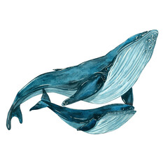 Watercolor illustration, composition of two whales - mom and baby, family. isolated on a white background. Suitable for fabric design, packaging paper, printing, postcards, logos, wallpaper © Sadovskaya Daria ART