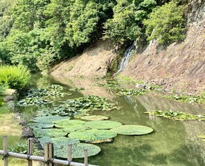 睡蓮と滝