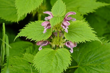 Lamium orvala, known as balm-leaved archangel, is a species of flowering plant in the family...