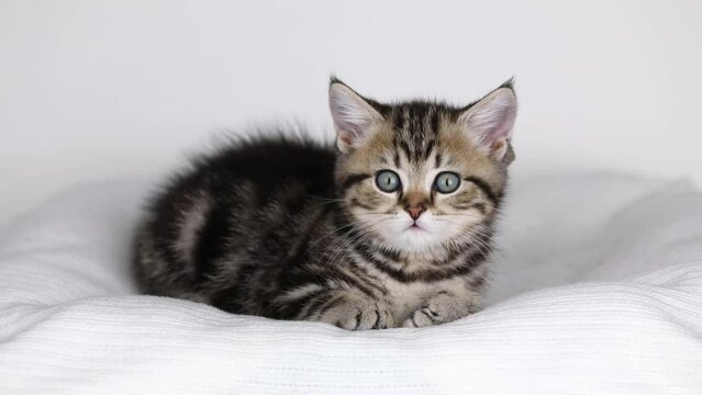 a small brown kitten sits on a light background and looks around	