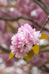 pink cherry blossom in spring