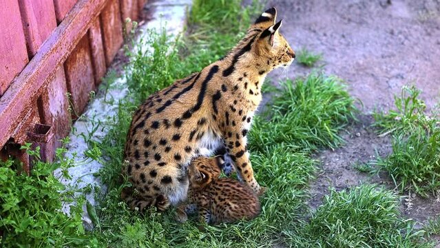 Bengal serval playing with his baby. Wild cat.