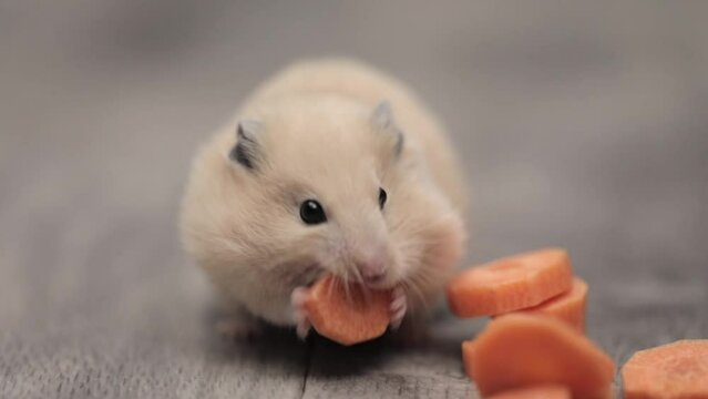 cute brown hamster eats a carrot on a gray background