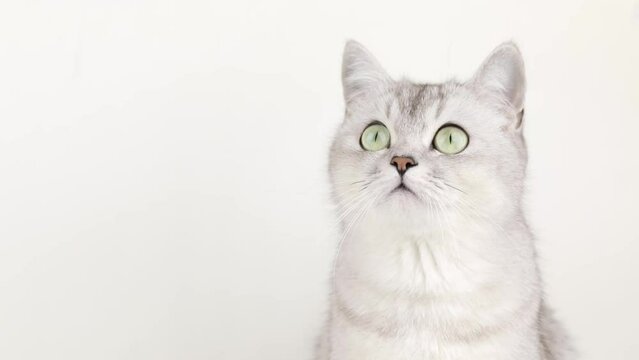 gray cat with green eyes sits on a light background
