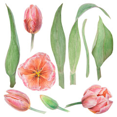 Set of pink tulips elements painted in watercolor, realistic botanical hand drawn illustration isolated on white background for design, wedding print products, paper, invitations, cards, fabric