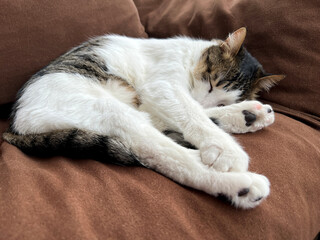Fototapeta na wymiar Tabby cat sleeping on a brown sofa.