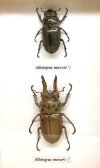 allotopus moser beetle, female and male displayed side by side.