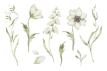 Botanic illustration isolated on white background. Set watercolor elements of white flowers collection garden, wildflowers, leaves, petals. - 601731912